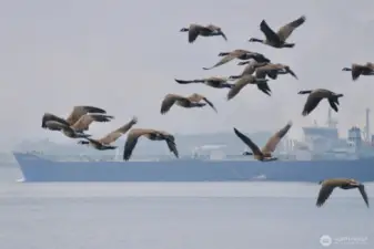 Geese flying south.