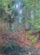 A young but regal visitor in the backyard seller caught on camera at one time.