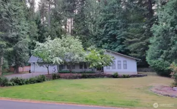 Dogwoods in bloom last summer!
