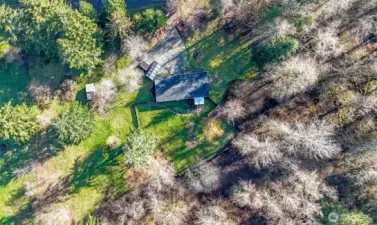 Aerial of backyard and trees.