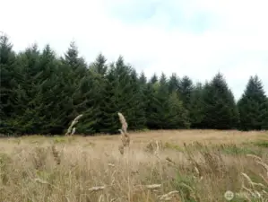 Upper field
