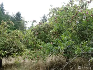 Mature fruit trees in multiple locations