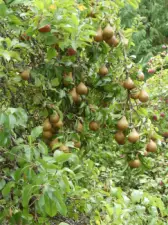 Mature fruit trees in multiple locations.