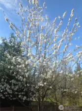 2x Blossoming Cherry Trees plus 1x Mature Fig Tree - delicious!