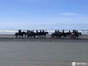 Horse back riding on the beach