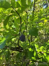 One of many plum trees