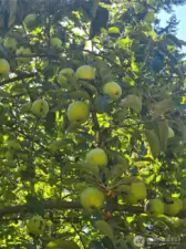 Apples.....pies or juice or just fresh...you choose!