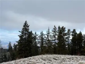 Beautiful evergreen trees.