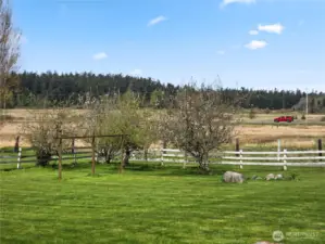 Orchard