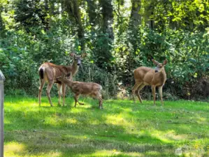Frequent Deer