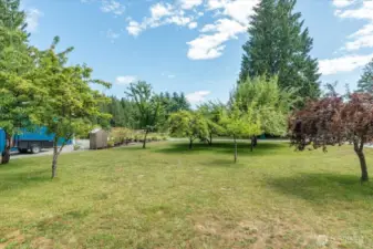 Various fruit trees include 2 cherry (bing & yellow), 3 plum (the two red trees & 1 green), Asian Pear Tree, 1 hazelnut bush.