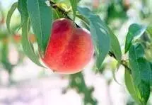 Fruit baring peach tree. This peach picture is for representational purposes, not an image of actually tree or fruit.