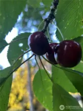 Fruit baring cherry tree. This photo from actual tree on site.