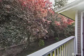 The trees flow all along the back property line giving back yard privacy.