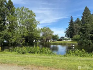 Duck Pond