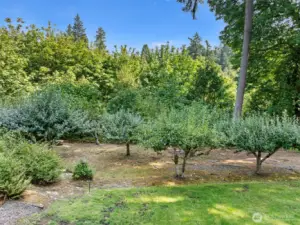 Fruit Tree Orchard
