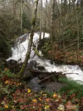 One of the creeks on the property has a waterfall.