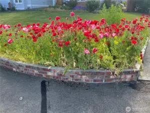 Colorful poppies