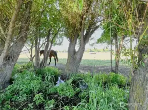 Stream/pasture view