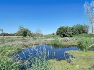 Pond view
