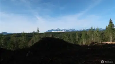 The Olympic Mountains from the top of the property.