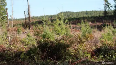 Manke timber is just behind this property.