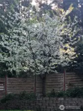 Get ready for this magnificent Rainier cherry tree to bloom, and provide delicious cherries next summer.