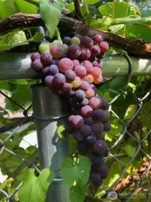 Along the chainlink fence from the greenhouse to the back terrace are your own beautiful grapevines and grapes.
