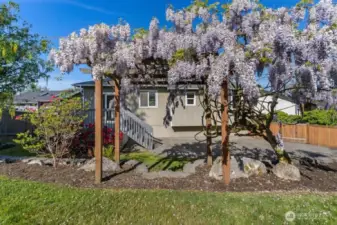 wisteria in full bloom beautiful and smells great!