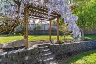 wisteria in full bloom beautiful and smells great!