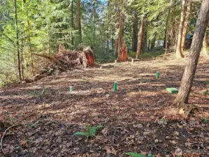 Drain field on the second lot.