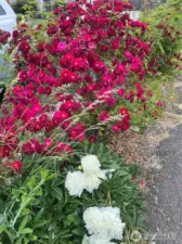 Such a beautiful array of flowers surrounds you