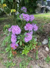 Such a beautiful array of flowers surrounds you