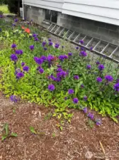Such a beautiful array of flowers surrounds you