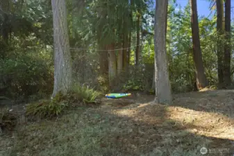 Tall Tree's give off a cozy private feel & help with a fun swing.