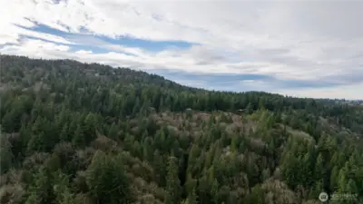 View of surrounding Cougar Mountain Regional Wildland Park