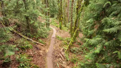 Trail in Cougar Mountain Regional Wildland Park