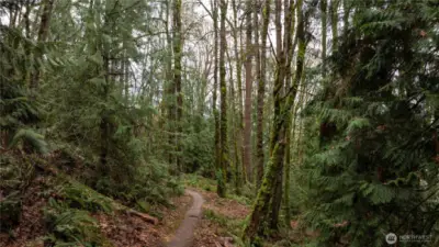 Trail in Cougar Mountain Regional Wildland Park