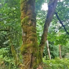 18-Landmark Tree near edge of Flat Area