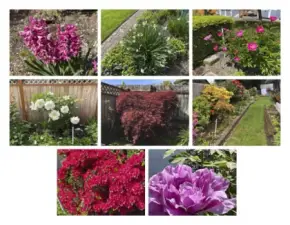 Hundreds of flower blooms coming this Spring!