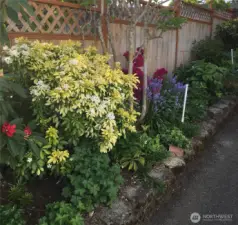West Side Yard in full bloom.