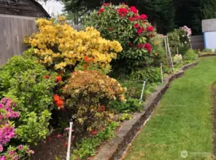 Backyard garden in bull bloom.