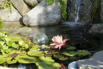 Close-up of the koi pond and water lily.