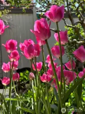 There's something blooming every season of the year.