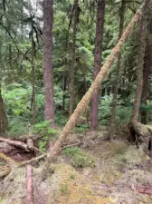 Lot view