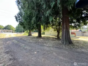Mature trees