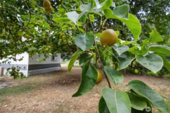 Pear tree #1
