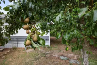 Pear tree #2