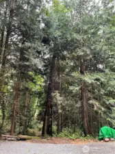 Gorgeous mix of cedar and fir trees throughout property.