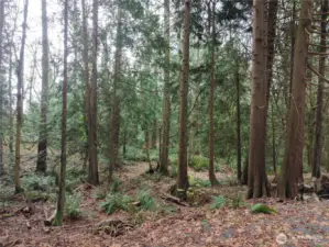 Gorgeous mix of cedar and fir trees throughout property.